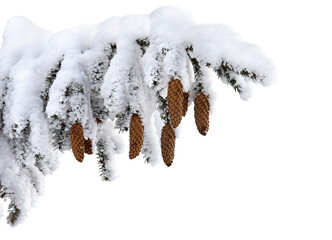 Wall Mural - branches with cones of christmas tree ( spruce ) covered of snow in winter on white background with 