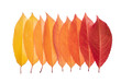 Autumn leaves arranged in a row and forming a gradient color from yellow to red. Isolated on white.