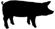 © K KStock - silhouette of a pig in black, isolated, profile view