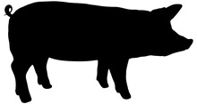 Silhouette Of A Pig In Black, Isolated, Profile View 