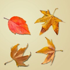 Poster - Different bright colored autumn leaves