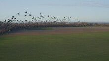 Grey Goose. Flocks Of Birds Fly Over The Field In Spring. Anser Anser