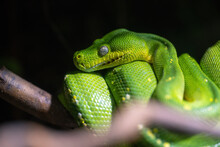 Detail Of A Green Python Snake.