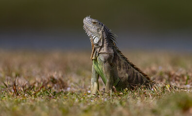 an iguana in south florida