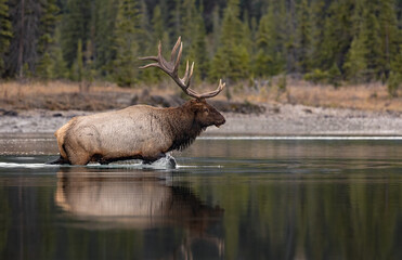 Wall Mural - A Bull Elk During the Rut in the Rocky Mountains