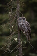 A Great Grey Owl in Canada 