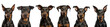 Set of Doberman dog breed