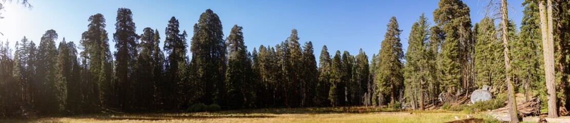 Forest of tallest sequoia trees in evening sun rays against blue sky in California national park, usa