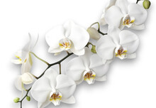 Branch Of Beautiful White Orchids On Transparent Background. Close Up, Banner Design