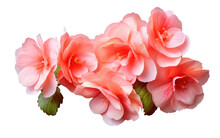 Begonia Flower Masterpiece Beauty Realistic Portrait On White Or PNG Transparent Background.