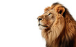Side view Of Lion Realistic Portrait on White or PNG Transparent Background.