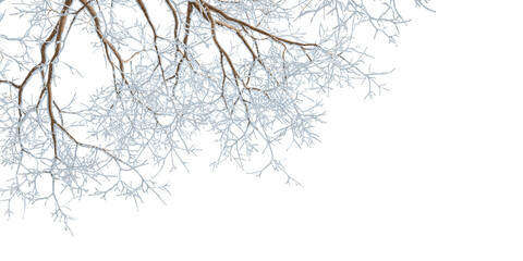 Wall Mural - Snow covered branches of a tree on white	
