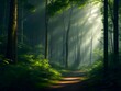 Beautiful landscape view of a dense forest inside with a little sun rays coming.