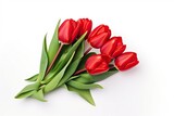 Fototapeta Tulipany - Red tulips isolated on white background.
