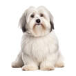 Havanese dog isolated on transparent background,transparency 