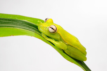 Sticker - Polka-dot tree frog // Tupfenlaubfrosch (Boana punctata)