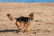 A German Shepherd dog runs along the sand of the beach.