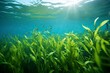 Underwater view of a group of seabed with green seagrass.