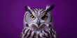 Photo In The Owl Studio On A Smooth Colored Background Created Using Artificial Intelligence