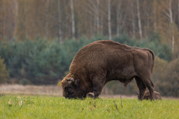 Wall Mural - European bison - Bison bonasus in the Knyszyńska Forest (Poland)