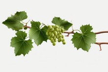 Grapevines Isolated On Transparent Background