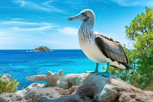 The Rare Blue-footed Booby Rests On The Beach.