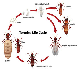 Sticker - Termite Life Cycle Study: A Cartoon Illustration