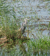 Wall Mural - Grey heron stood in grass reeds by river bank