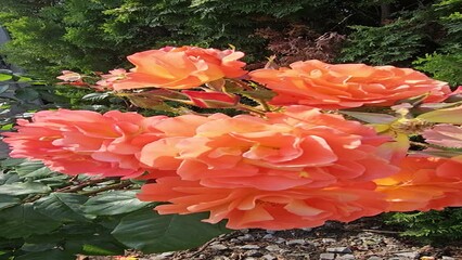 Wall Mural - branches of rose bush with beautiful flowers swaying in the wind, close-up