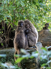 Wall Mural - Female Gelada, Theropithecus gelada, huddle together for warmth on a cold morning.