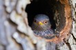 a cuckoo bird emerging from a hole in a tree