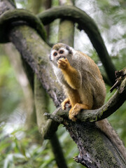 Wall Mural - Common squirrel monkey, Saimiri sciureus, sits on a tree and curiously observes the surroundings