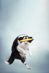 Wall Mural - clever black and white border collie dog catching yellow frisbee on blue background sky