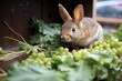 rabbit nibbling on winter greens in a hutch