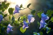 Morning Glory vine unfurling its delicate petals in the morning light.
