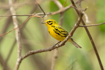 Wall Mural - Their breeding habitats are brushy areas and forest edges in eastern North America. 