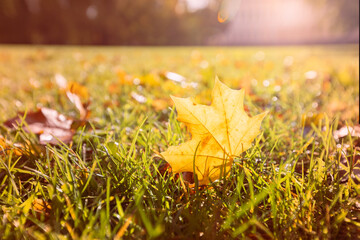Wall Mural - Yellow autumn maple leaves on green grass
