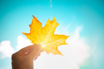 Wall Mural - Hand holding yellow maple leaf on autumn yellow sunny background