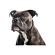 © jirasin - Staffordshire Bull Terrier dog breed no background
