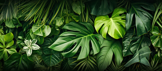 Wall Mural - green tropical leaves as background texture