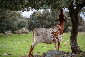 Wall Mural - Cow eating acorns from an oak in a Castilian pasture in Spain