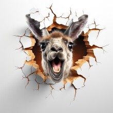 A Llama Sticking Its Head Out Of A Hole In A Wall