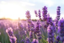 Field Of Beautifully Blooming Lavender In Sunlight