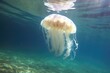 a stinging jellyfish moving gracefully underwater