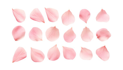 Wall Mural - pink rose petals isolated on transparent background cutout