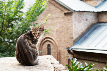 A lonely homeless thin brown striped cat rests on a concrete wall against the backdrop of the old city in Tbilisi. Homeless animals on the city streets