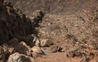Wiewiórka Fuerteventura 3