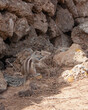 Wiewiórka Fuerteventura 5