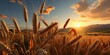 Wheat Fields with a Beautiful Sunset View