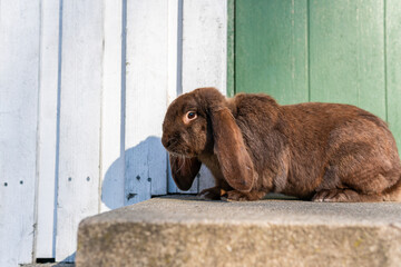 Wall Mural - 
A big beautiful purebred rabbit outdoors on a sunny day, rabbits grazing on grass